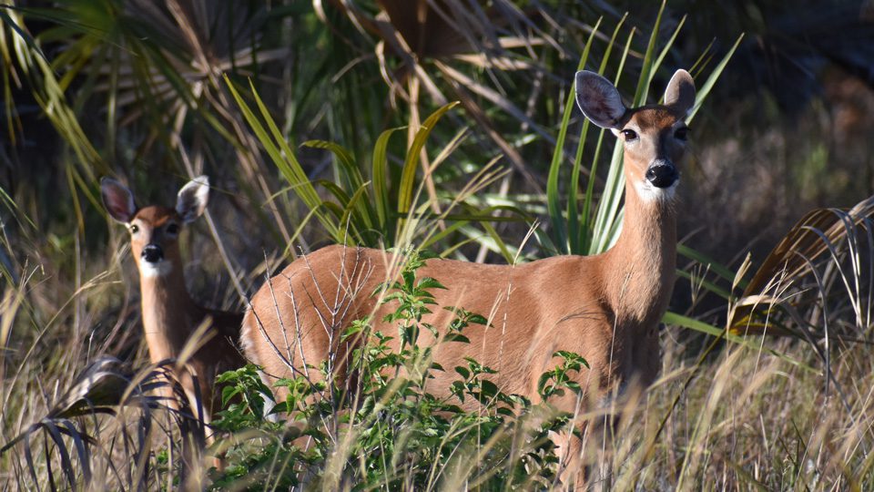 deer