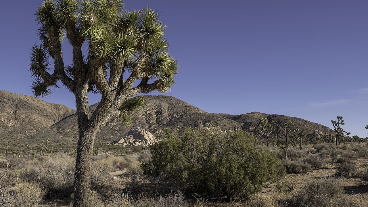 29 Palms