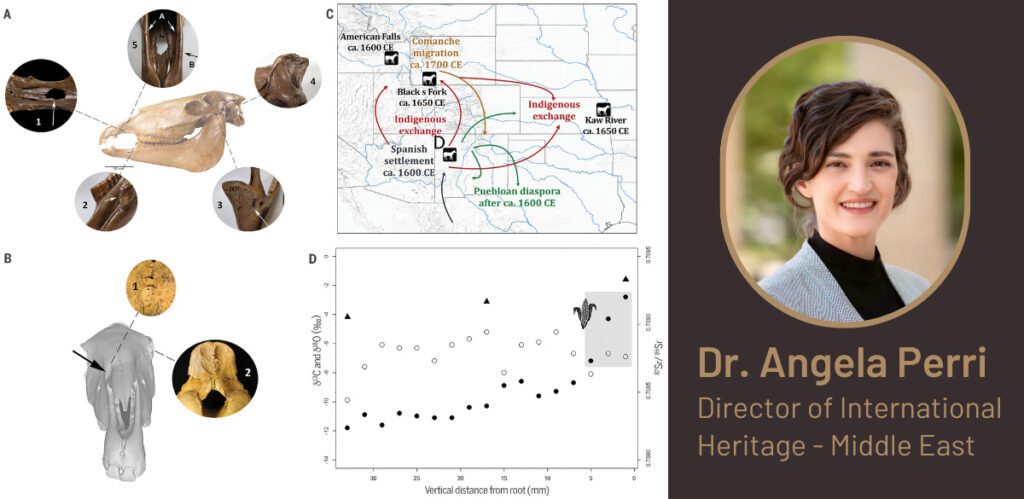 Dr. Anglea Perri - Director of International Heritage - Middle East and images relating to her paper on Early dispersal of domestic horses into the Great Plains and Northern Rockies